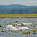 055_Biebrza - kwiecien 2011